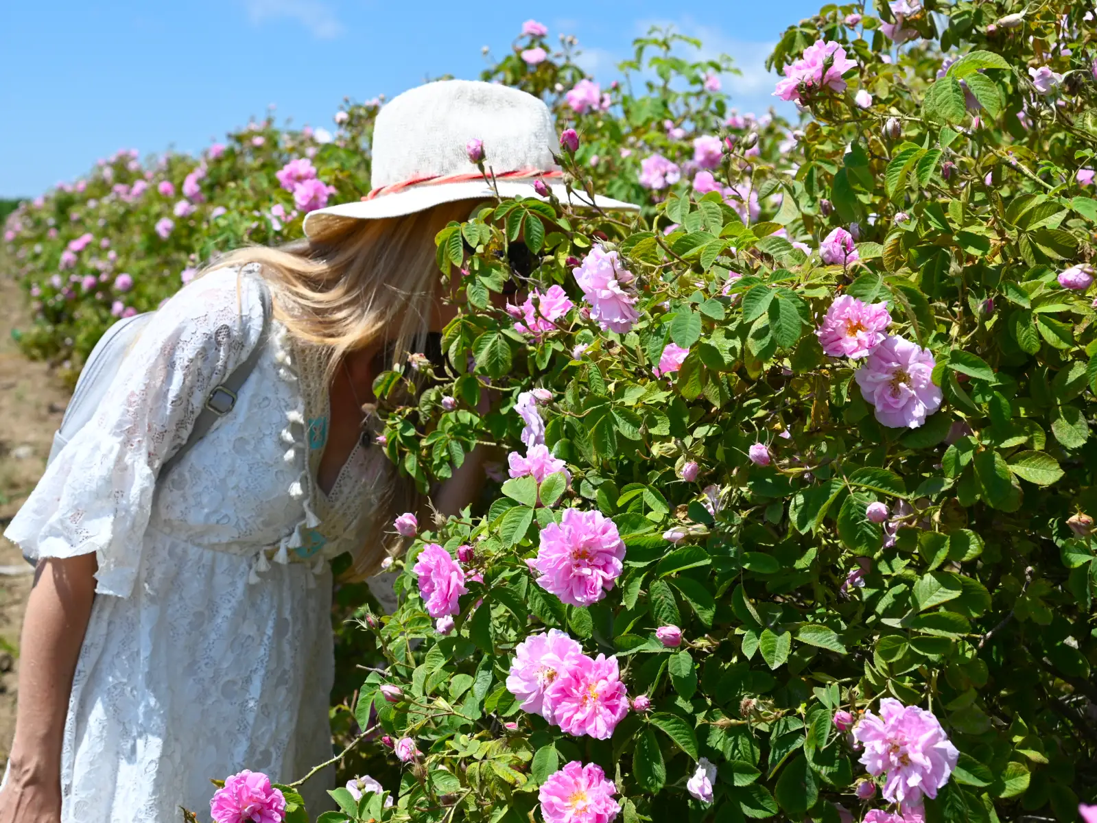 » Flower waters